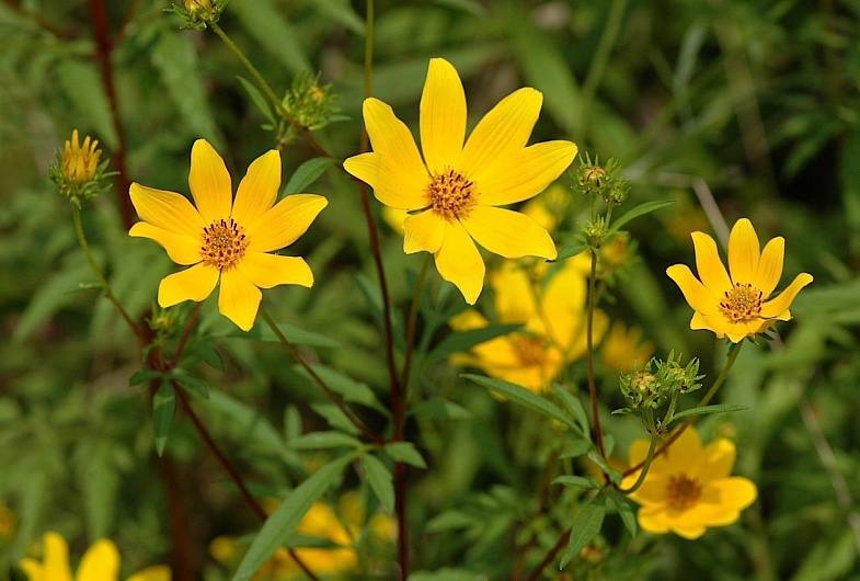 Kā lieto trīszaru virzu?